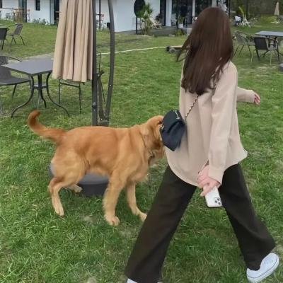 被诅咒的圣徒